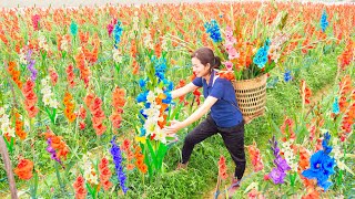 Harvest Gladiolus Flower go to the market sell  the art of flower arranging and small farm care [upl. by Ailaham]