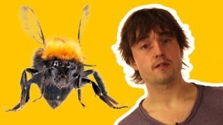 How do insects fly  Sci Guide Ep 25  Head Squeeze [upl. by Akinot904]