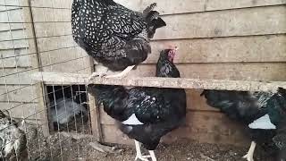 silver double laced barnevelder pullets hatching eggs birds cockerel hen holland uk [upl. by Zilef]