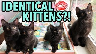 The Dot Method How to Tell Kittens Apart Using Lipstick [upl. by Shanon]