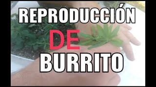 Cultivo de burrito  aloysia polystachya [upl. by Metabel243]