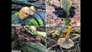 Pilze am 07012018  Winterpilze im Januar 2018  Pilze sammeln im Januar [upl. by Hgielrebma]