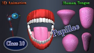 Tongue amp Papillae education [upl. by Irrahs]