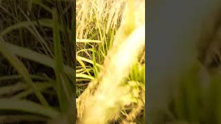 Jo bhi kasme khe song bollywood indianshortvideo love nature [upl. by Slack]