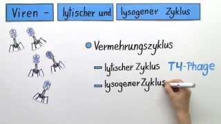 Lytischer und Lysogener Zyklus bei Viren  Biologie  Genetik [upl. by Otrebmuh396]