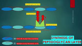 PEPTIDOGLYCAN SYNTHESIS IN BACTERIAL CELL WALL IN ENGLISH [upl. by Walcott]