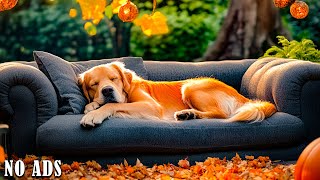 12 Hours of Music to Help Your Dog Sleep 🐾Reduce Anxiety and Stress in Your Pet🐾💖Comfort Your Puppy🎵 [upl. by Tocs]