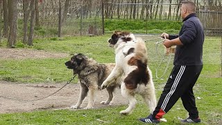 CIOBANESTI DE BUCOVINA SI UN CARPATIN PUTERNIC LA DOMNUL PETREDOI MASCULI RIVALIFOARTE PUTERNICI [upl. by Lav]