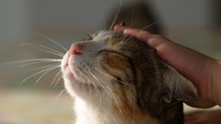 HowTo caress a cat [upl. by Elyl562]