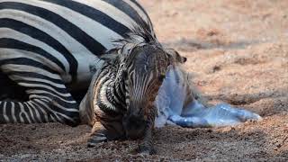 Nacimiento de una cebra en directo en la Sabana de BIOPARC Valencia [upl. by Dario13]