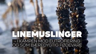 Linemuslinger  i kampen mod eutrofiering og som bæredygtig fødevare [upl. by Lambert233]