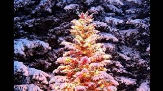 Boney M  Oh Christmas Tree [upl. by Martguerita]