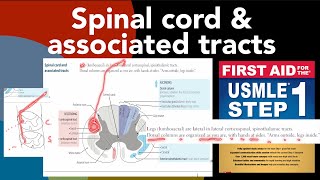 Spinal cord amp associated tracts their functionsamparrangement in HindiUrdu by first aid USMLE step 1 [upl. by Dasa]