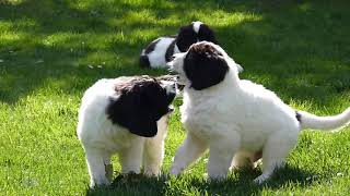 Landseer puppies from the Pacific Coast kennel [upl. by Melmon10]