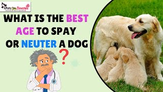 NeuteringSpaying Dogs Myths Benefits and the Right Age Explained [upl. by Lleinad149]