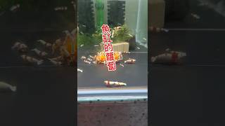 蝦子愛吃菠菜 還有這個搞笑 shrimp fishtank aquatic aquarium 水族 水晶蝦米蝦 [upl. by Odey578]