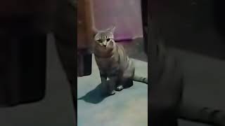 Ghar mein Pali Hui Billi [upl. by Vivle342]