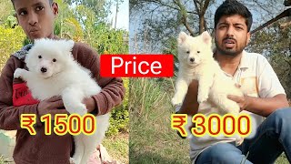 Pomeranian dog price difference in India [upl. by Sexton]