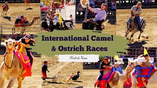 International Camel and Ostrich Races  Virginia City  Spirit of Nevada [upl. by Skolnik]