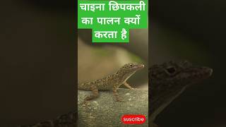 china lizard farming facts viralshort treanding shorts [upl. by Marfe]