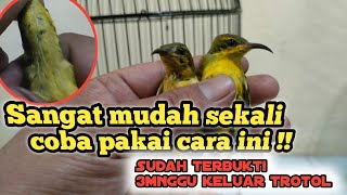 Cara membedakan sogon ijoan jantan yang akurat [upl. by Stargell933]