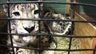 Cape May County Zoo Snow Leopard Cubs born 41012 [upl. by Okubo]