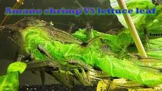 Amano shrimp against lettuce leaf [upl. by Halona]