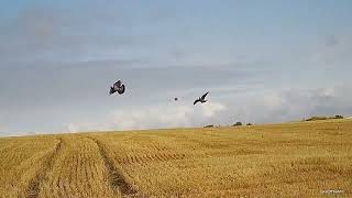 woodpigeon shooting [upl. by Nancie72]