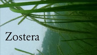 Zostera Documentary [upl. by Ettebab]