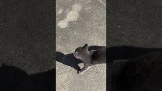 Visitor cat vlog [upl. by Dowlen]