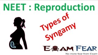 NEET Biology Reproduction  Types of Syngamy Isogamy Anisogamy Hologoamy Oogamy [upl. by Ykceb]