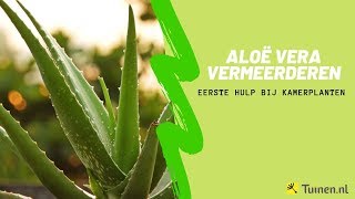 Aloe vera vermeerderen  Eerste Hulp Bij Kamerplanten  Tuinennl [upl. by Enialahs484]