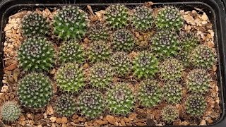 REPOTTING MAMMILLARIA KARWINSKIANA SEEDLINGS ONLY CREST I’VE GROWN FROM SEED cactus plants [upl. by Riki]