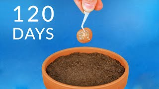 Planting TOMATO SLICE To Grow TOMATOES Timelapse [upl. by Golightly]