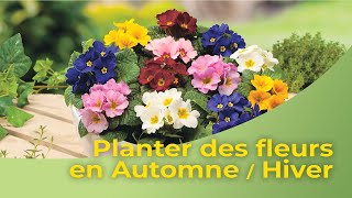 Planter des fleurs en Automne Hiver [upl. by Eldrid]