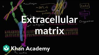 Extracellular matrix  Structure of a cell  Biology  Khan Academy [upl. by Enairda572]