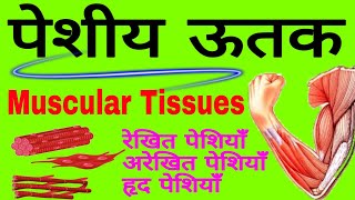 पेशीय ऊतक  Muscular tissue in hindi  Types of Muscular tissues in Hindi  NCERT biology Class 9 [upl. by Ahsienod]