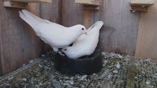 White racing pigeons [upl. by Schach455]