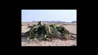 Welwitschia plant 2000 year life shortsvideo facts jungle trending song payal [upl. by Alodie828]