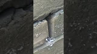 wasps removing insulation from cavity wall [upl. by Malena]