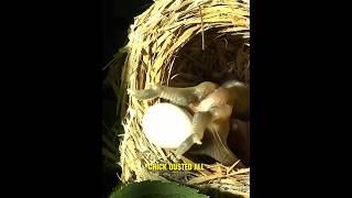 A Cuckoo Chicks Life in a Stolen Home 😭 shorts [upl. by Kreiker]