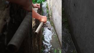 Mancing Di Pinggir Jalan raya dapat ikan korban banjir [upl. by Akemhs]