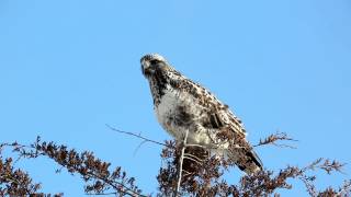 Roughlegged Hawk Roughlegged Buzzard  Buteo lagopus  HD [upl. by Viki347]