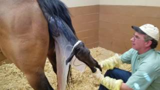 Maiden Mare  Minor Dystocia Attended Foaling  Horse SIde Vet Guide [upl. by Mccarthy]