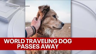 Dog who famously trekked around the world with owner dies I didnt know anything could hurt this m [upl. by Cooley371]