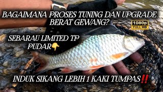 Sambaran Induk Sikang Dan Sebarau Sungai PergununganCara Tuning GewangKuala Klawangvlog290 [upl. by Paradies]