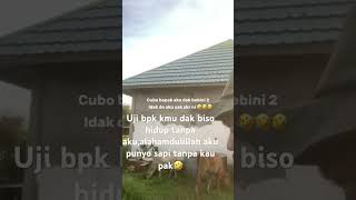 Kamu dak biso hidup tanpa aku uji bpakalhamdulillah anak mu punyo sapi tanpa kmu pak🤣🤣🤣 [upl. by Boudreaux825]