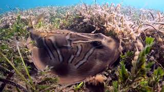 Aldinga Reef Freedive  Ep 170 [upl. by Marcia]