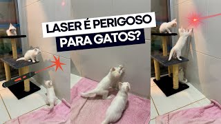 GATO PODE BRINCAR COM LASER 🤔🚨 gatinhos brincando com laser 😻 [upl. by Morrissey]