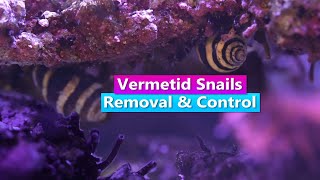 How to get rid of Vermetid Snails  Removal and Control [upl. by Sonstrom]